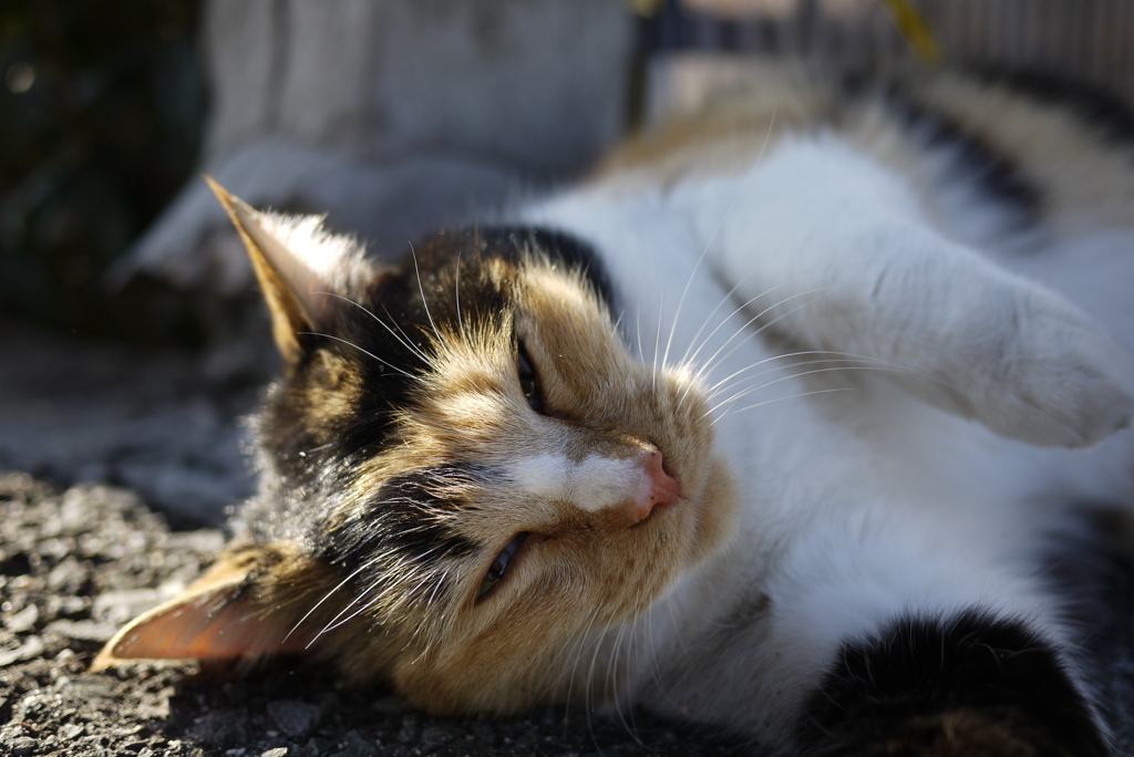 お散歩猫さん