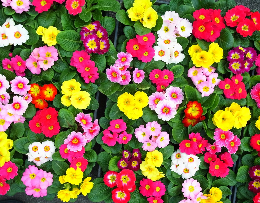 冬を飾る花