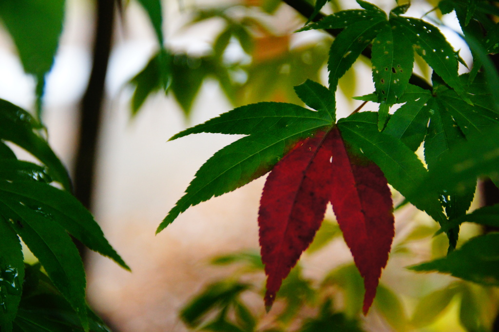 ちょっと紅葉。