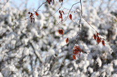 雪の記念に