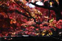 本土寺のお約束的・・・