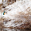 雪？なのですけど・・・