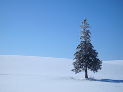 真冬のクリスマスツリー