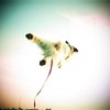 Sky Dive !!