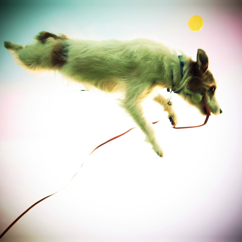 DIVE !!