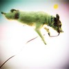 DIVE !!