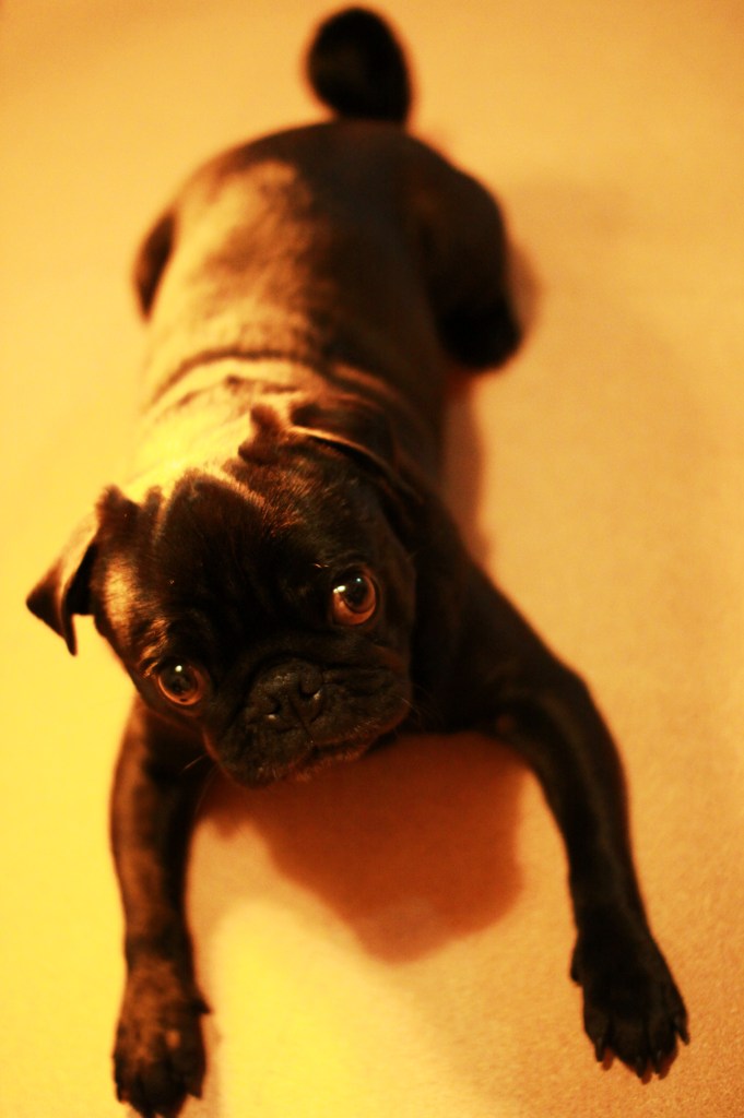 Lay Down