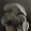 花麒麟