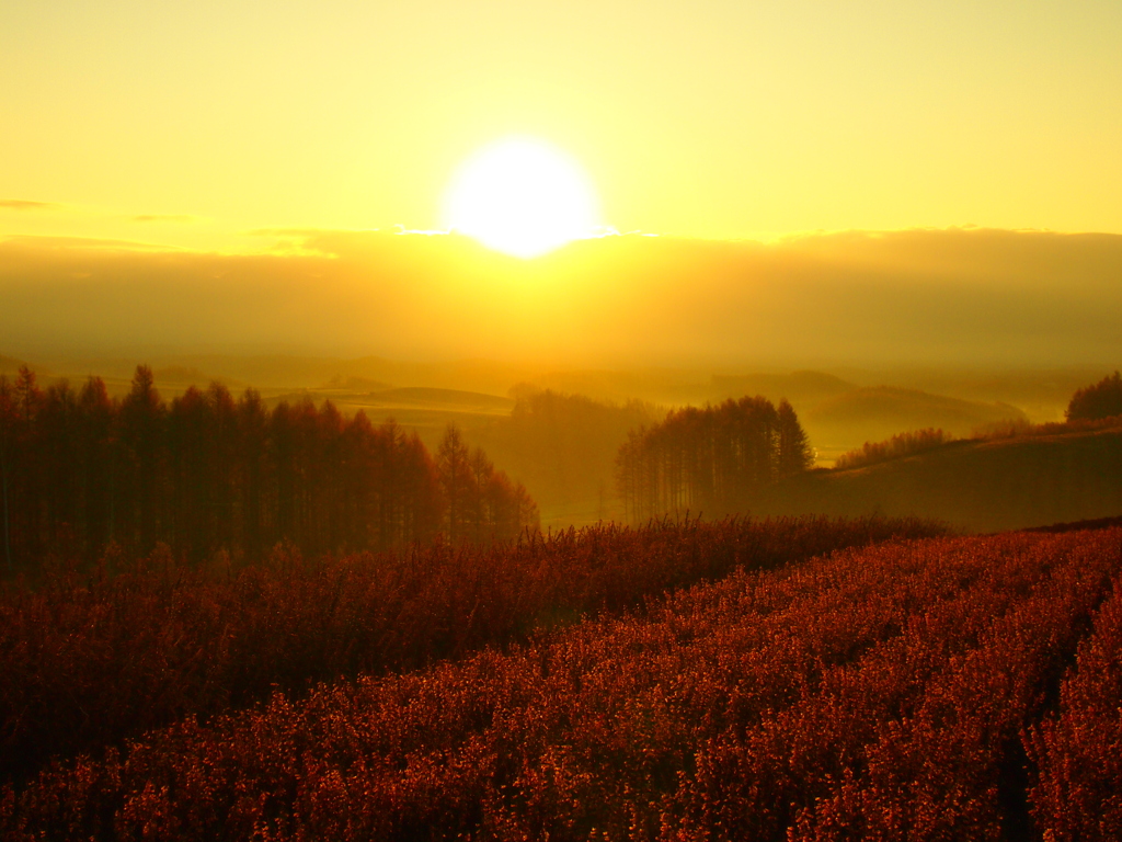 丘から見る朝日