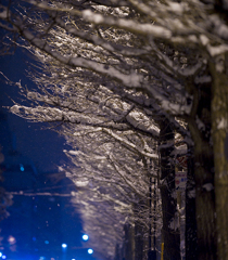 雪夜の並木
