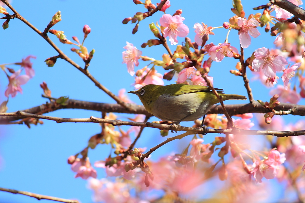 一年前のメジロ