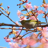 一年前のメジロ