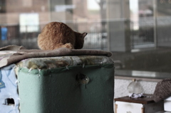 新宿猫