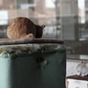 新宿猫