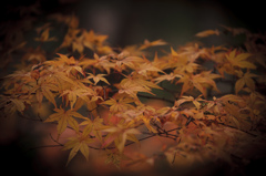 紅葉２