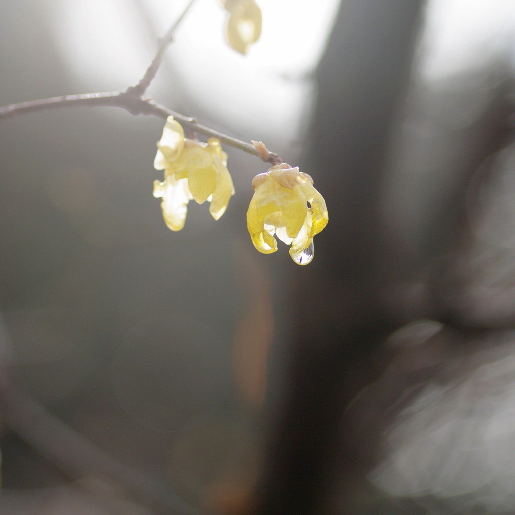 雨水