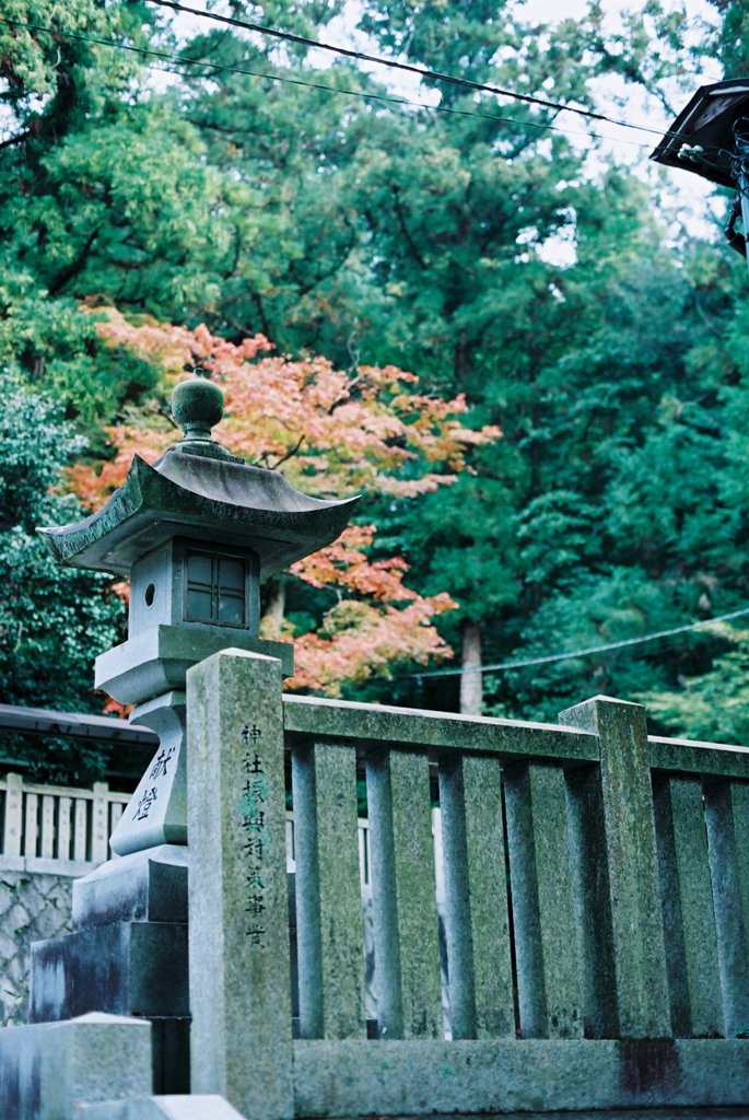 季節外れですが、紅葉で…