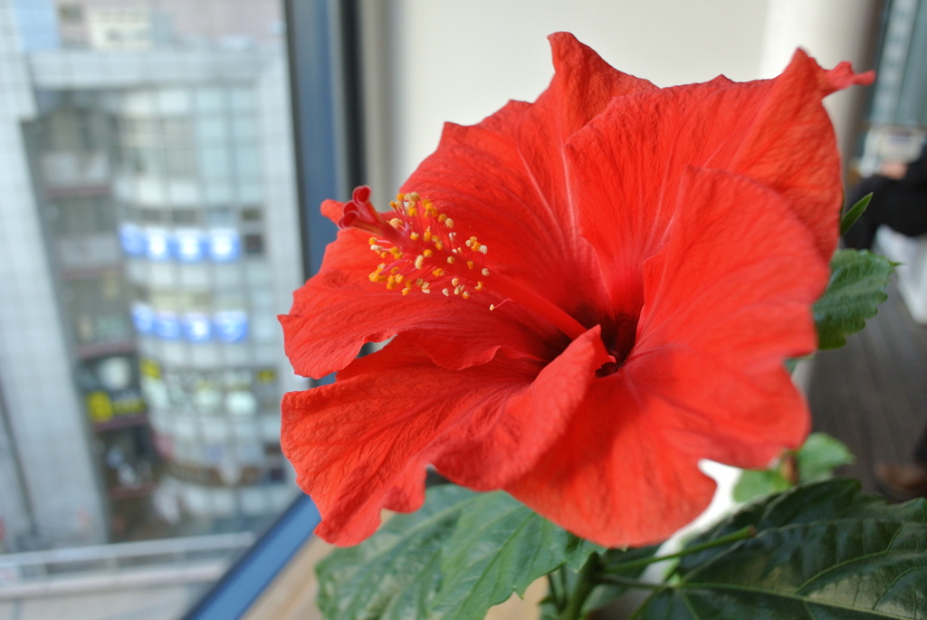 高嶺の花ならぬ高層の花