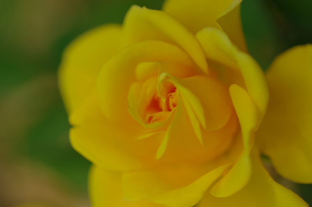 melty rose~