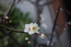 春ちかし・・