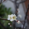春ちかし・・