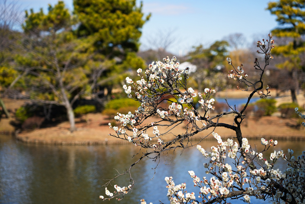 三渓園梅