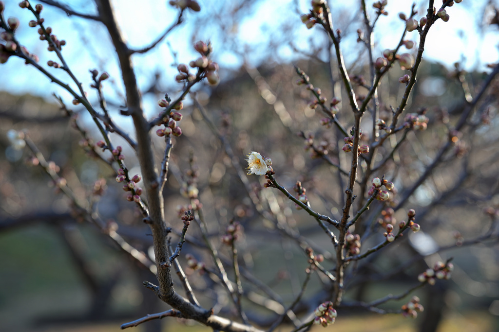 まだ蕾多し