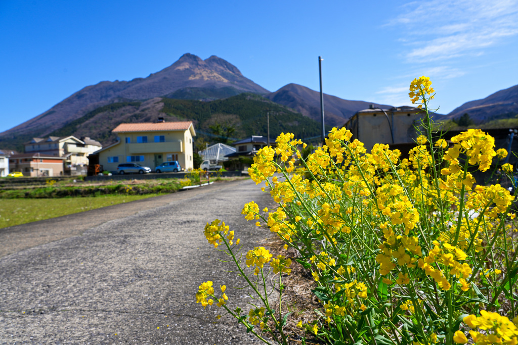 菜の花と由布岳