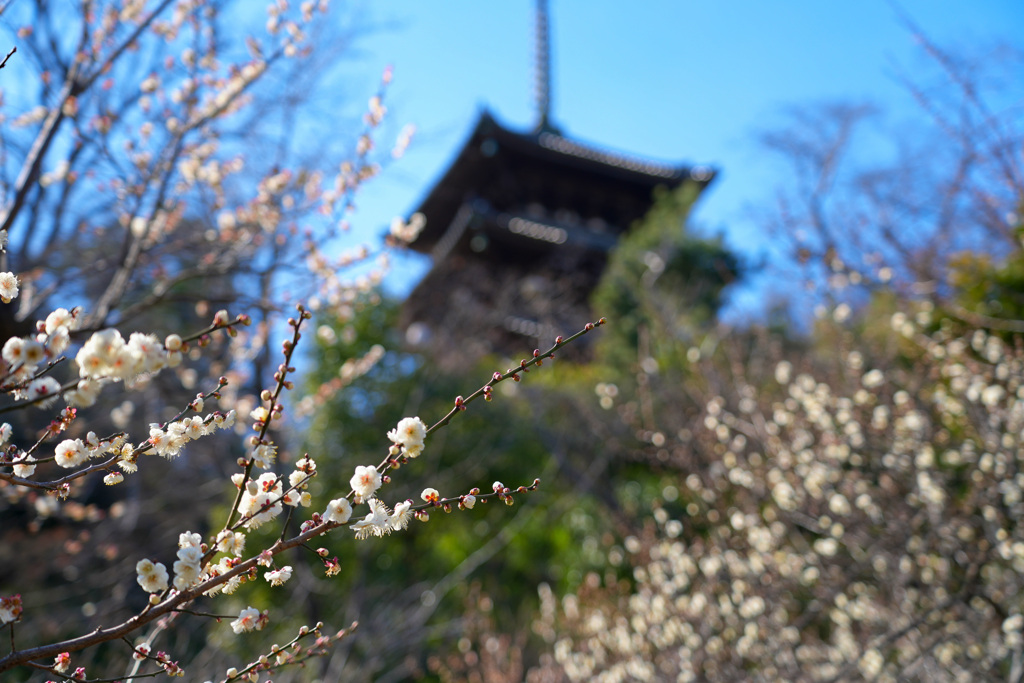 三渓園梅