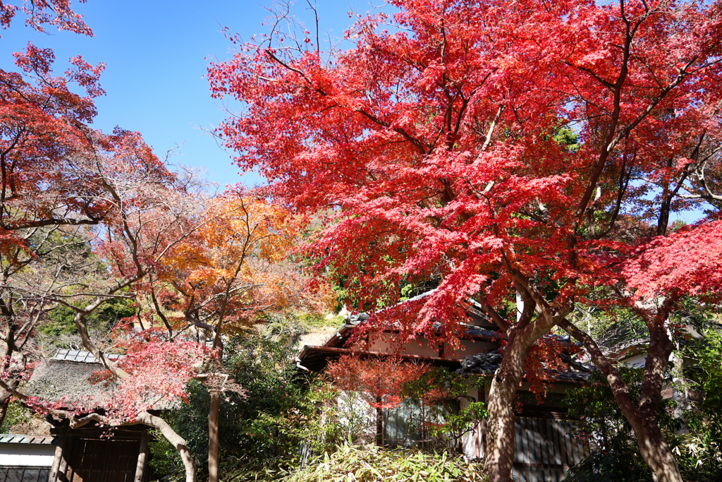 円覚寺紅葉