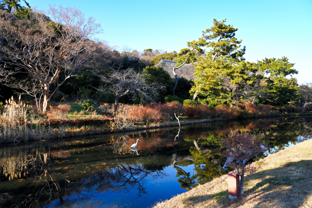 三渓園の鷺