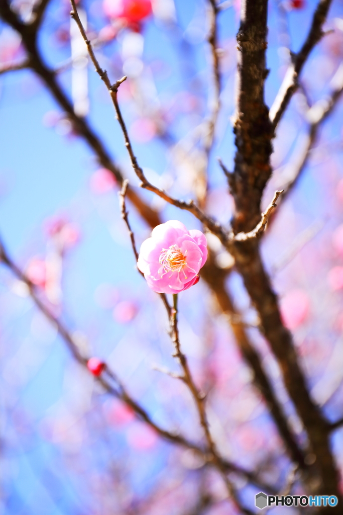 あけぼの山農業公園