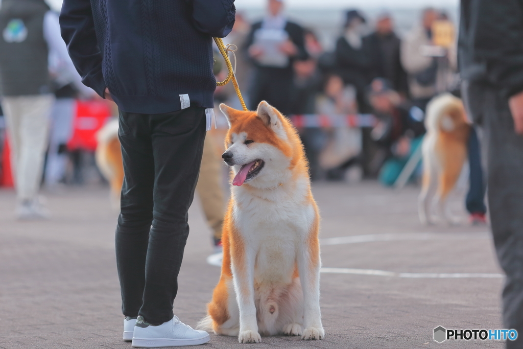 秋田犬
