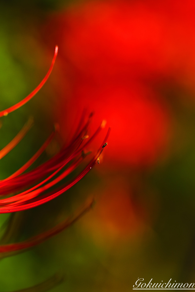 曼珠沙華