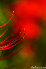 曼珠沙華