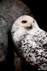 上野動物園