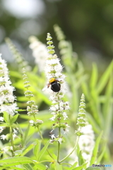 あけぼの山農業公園