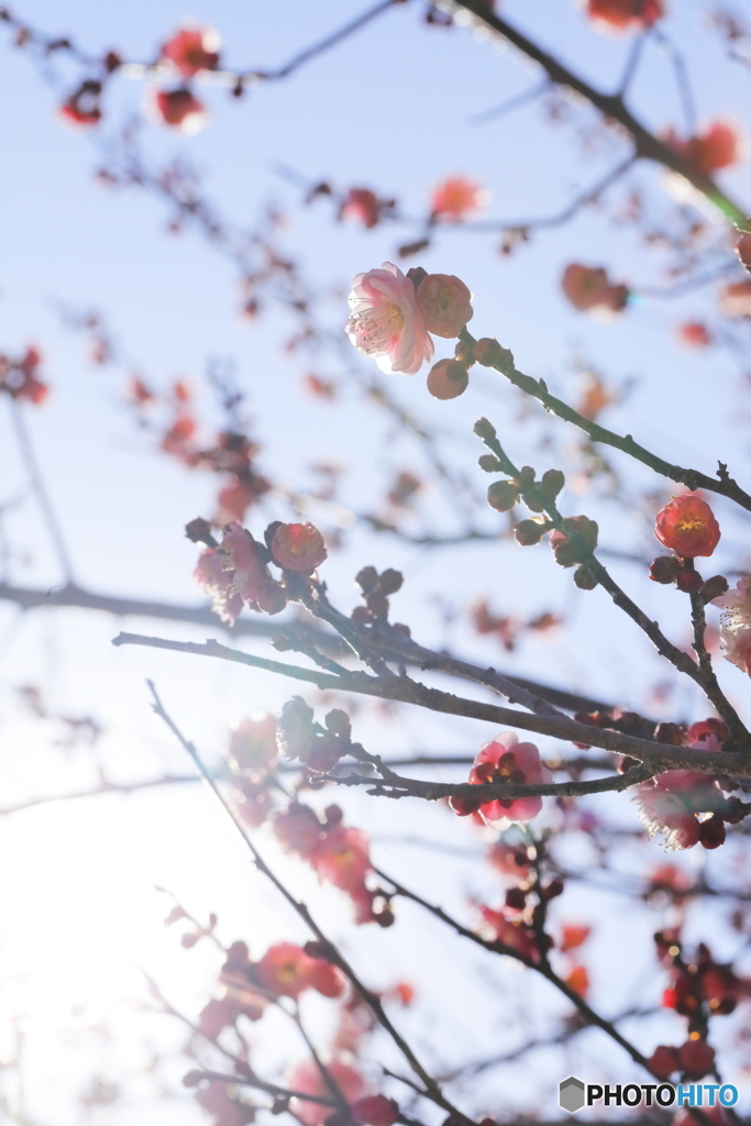 あけぼの山農業公園