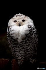 上野動物園