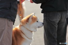 秋田犬