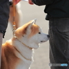 秋田犬