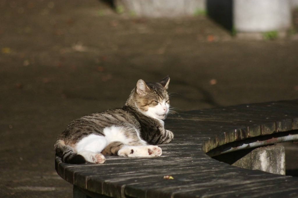 池の守り猫