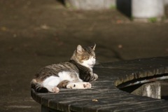 池の守り猫
