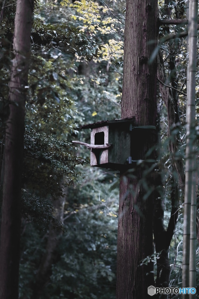 鳥小屋