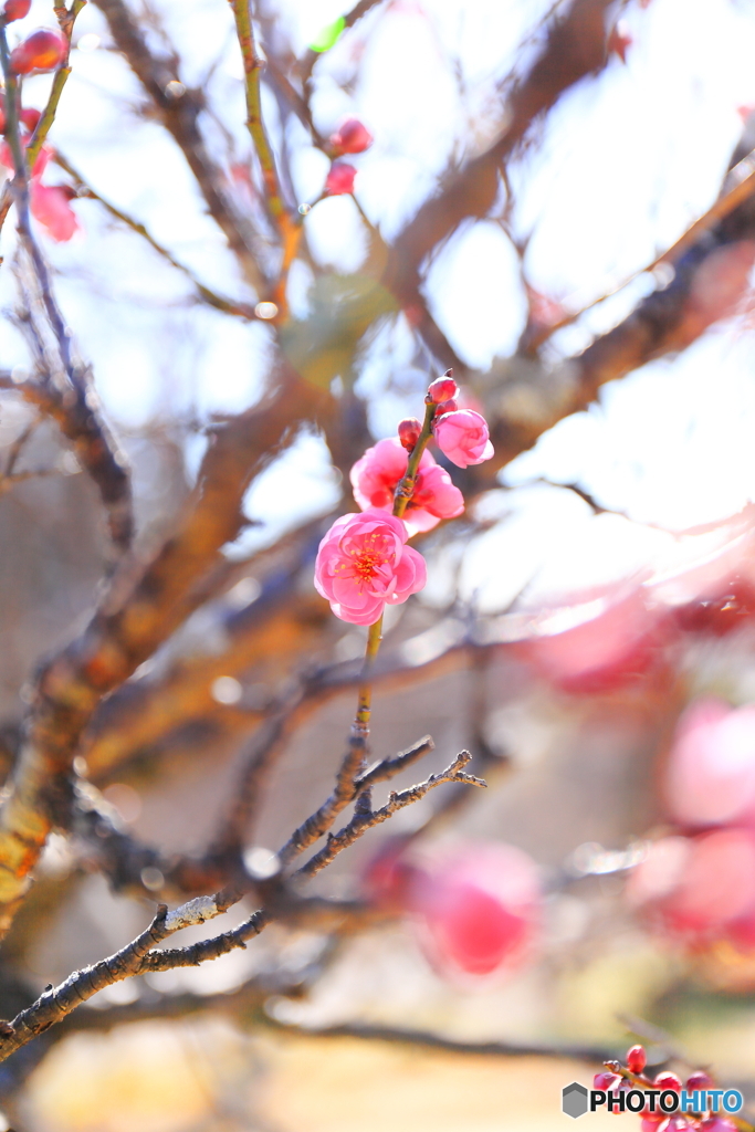 あけぼの山農業公園