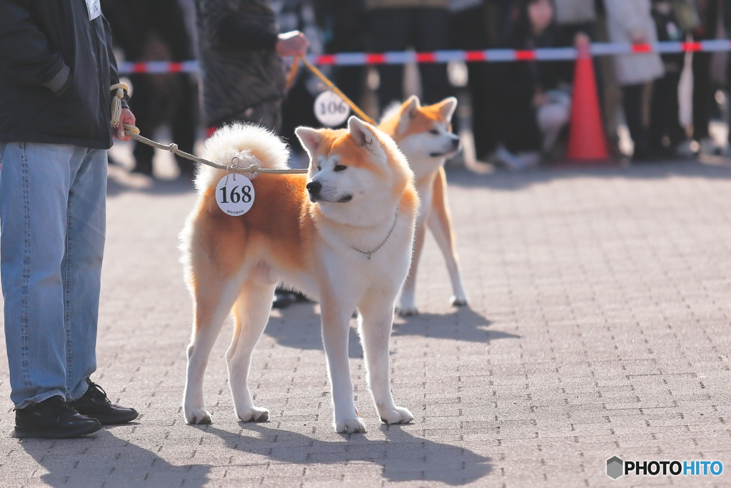 秋田犬