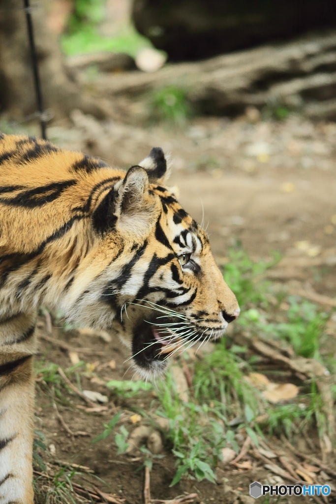上野動物園