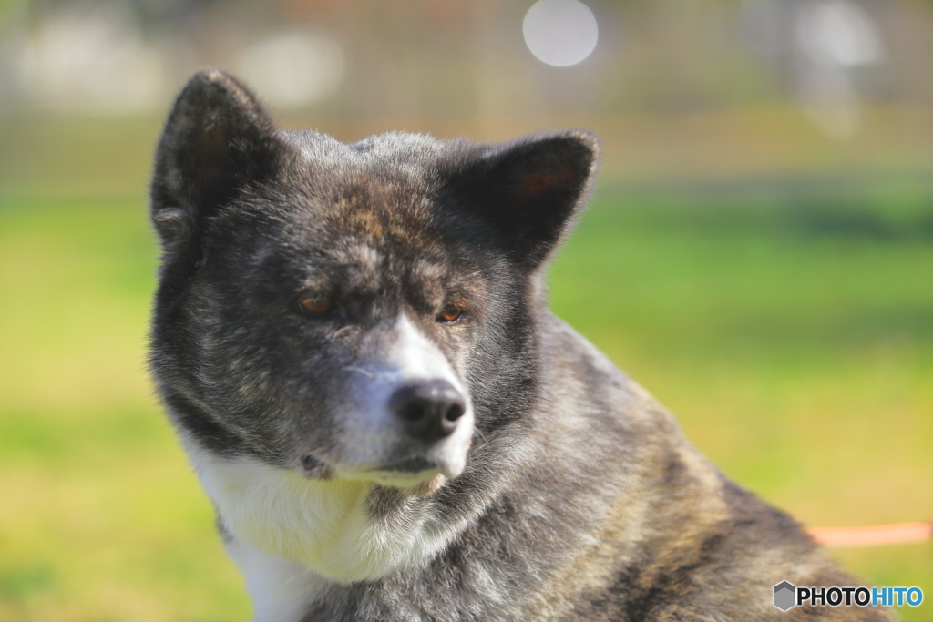 秋田犬