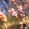 あけぼの山農業公園