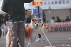 秋田犬